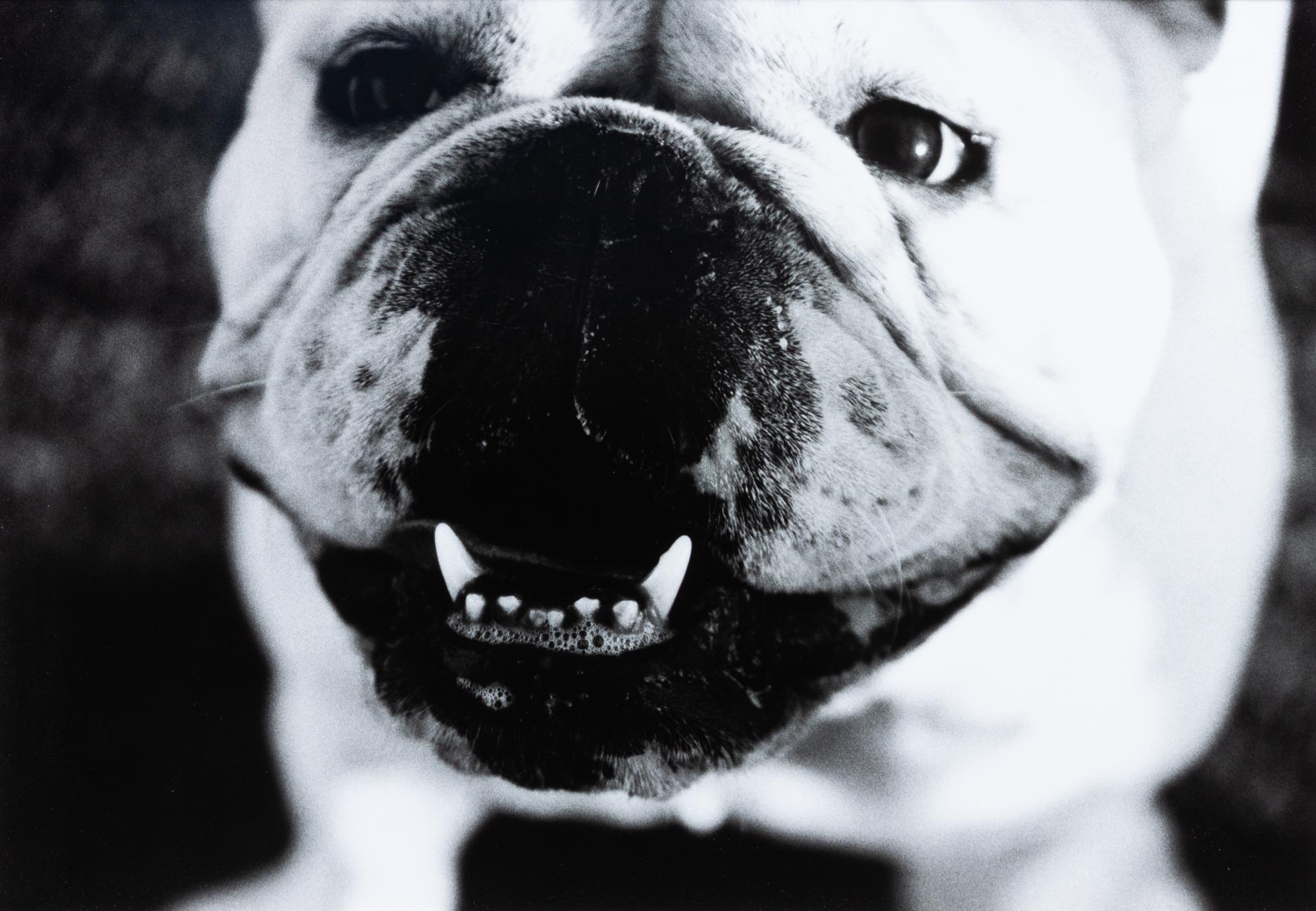 Three Works of Art depicting English Bulldogs Largest: 11 x 8 1/2 inches.