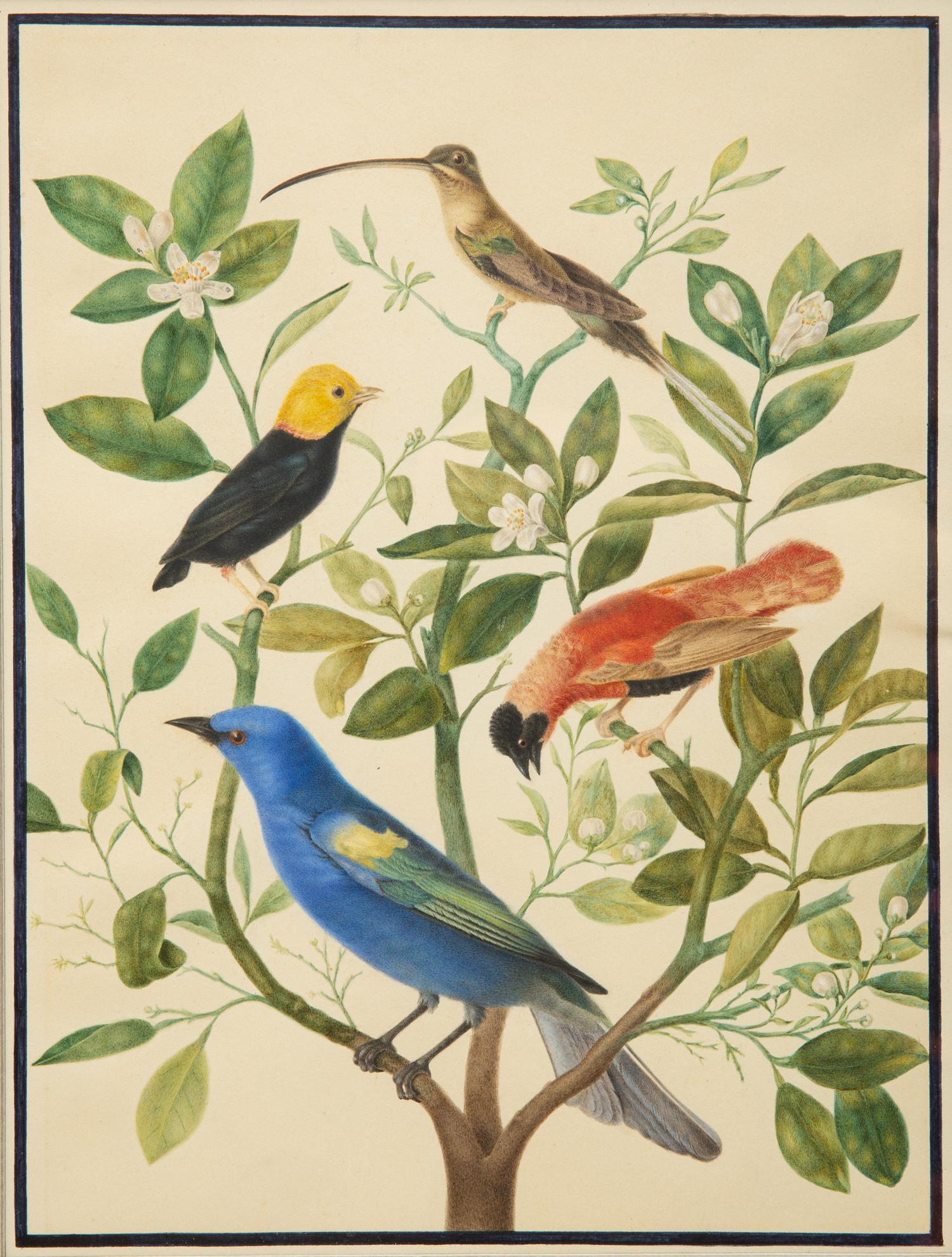 A Group of Three Framed Gouache Illustrations of Birds