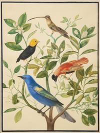 A Group of Three Framed Gouache Illustrations of Birds