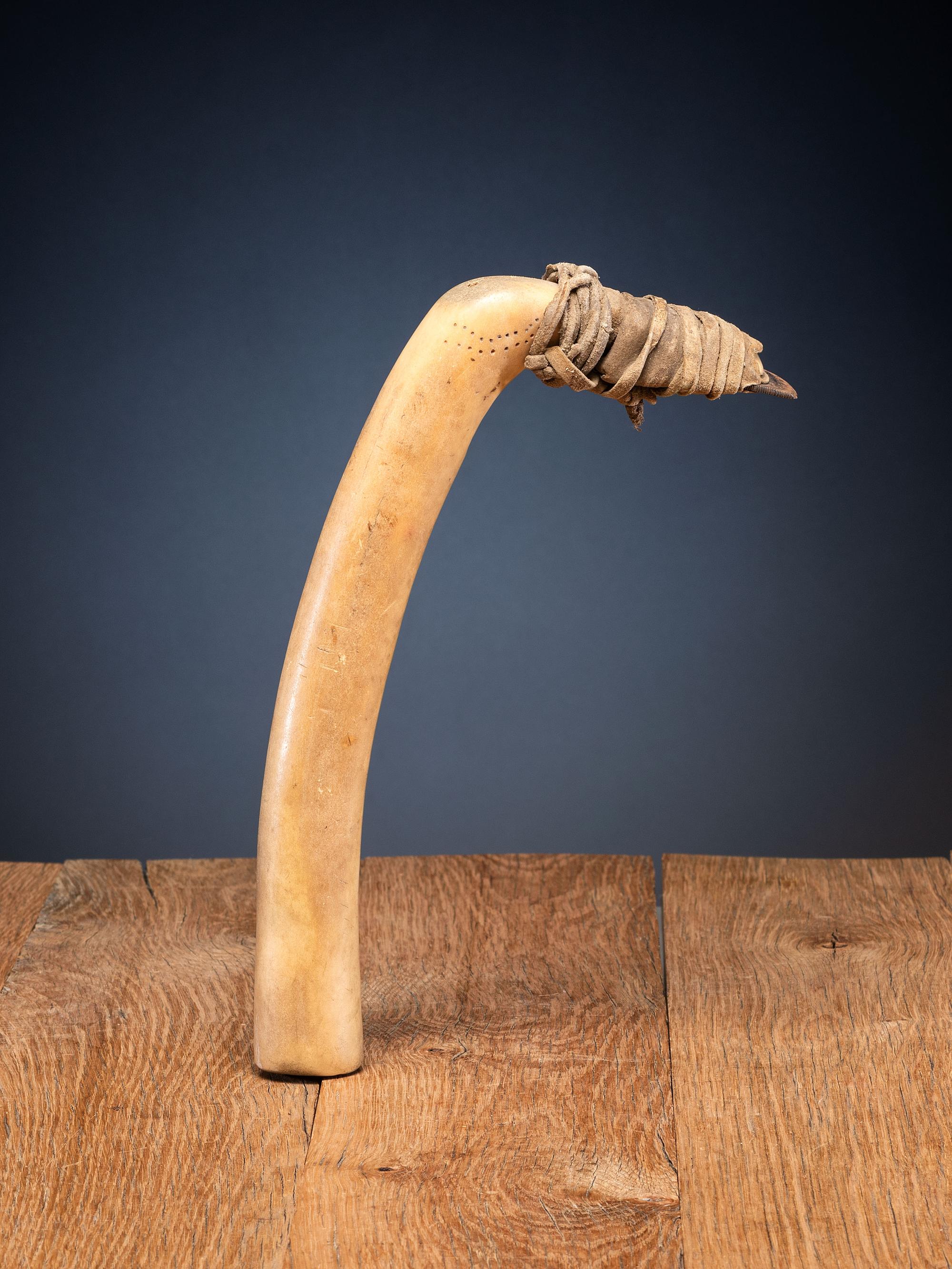 Plains Elk Antler Flesher, with Decorations