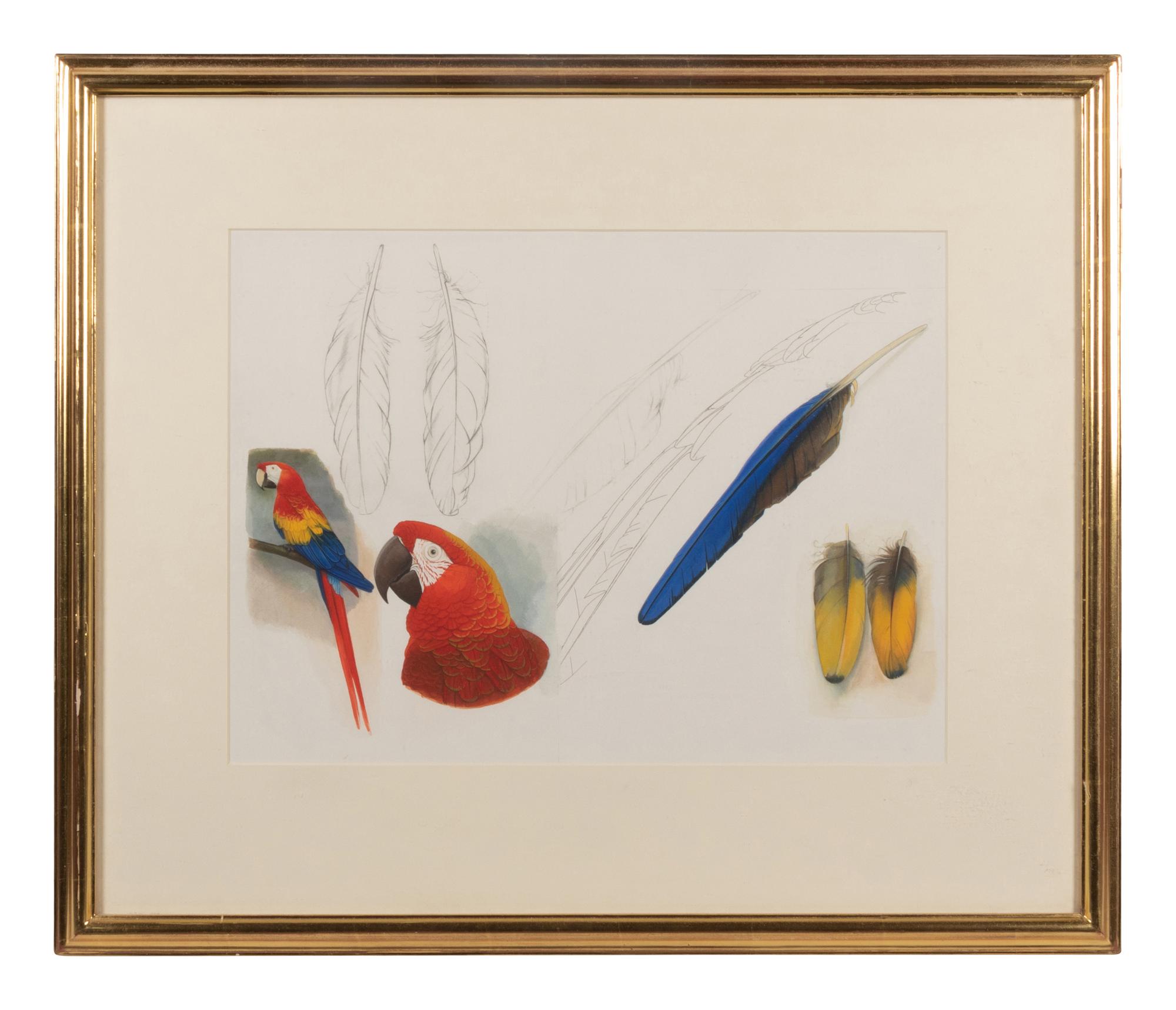 Scarlet Macaw, Cuban Macaw & Feathers of Scarlet Macaw