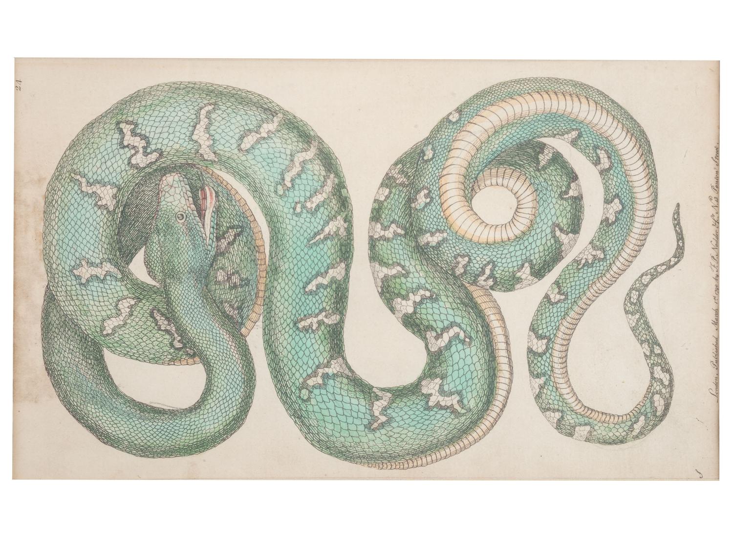 Seven Intaglio Prints of Reptiles