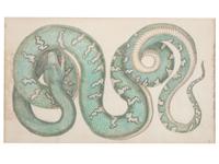 Seven Intaglio Prints of Reptiles