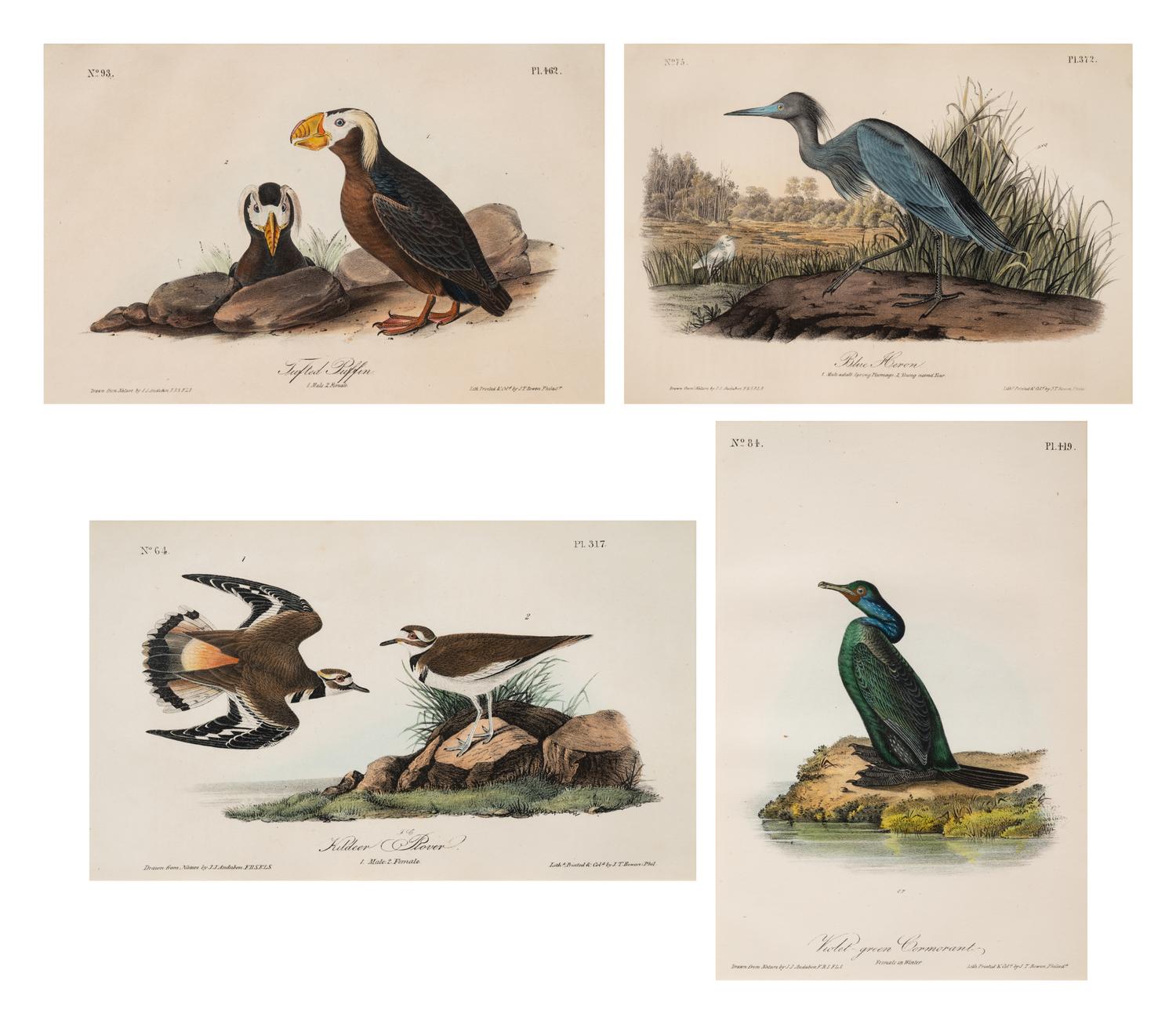 A Group of Four Prints of Aquatic Birds, after John James Audubon (1785-1851)