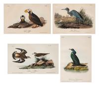 A Group of Four Prints of Aquatic Birds, after John James Audubon (1785-1851)