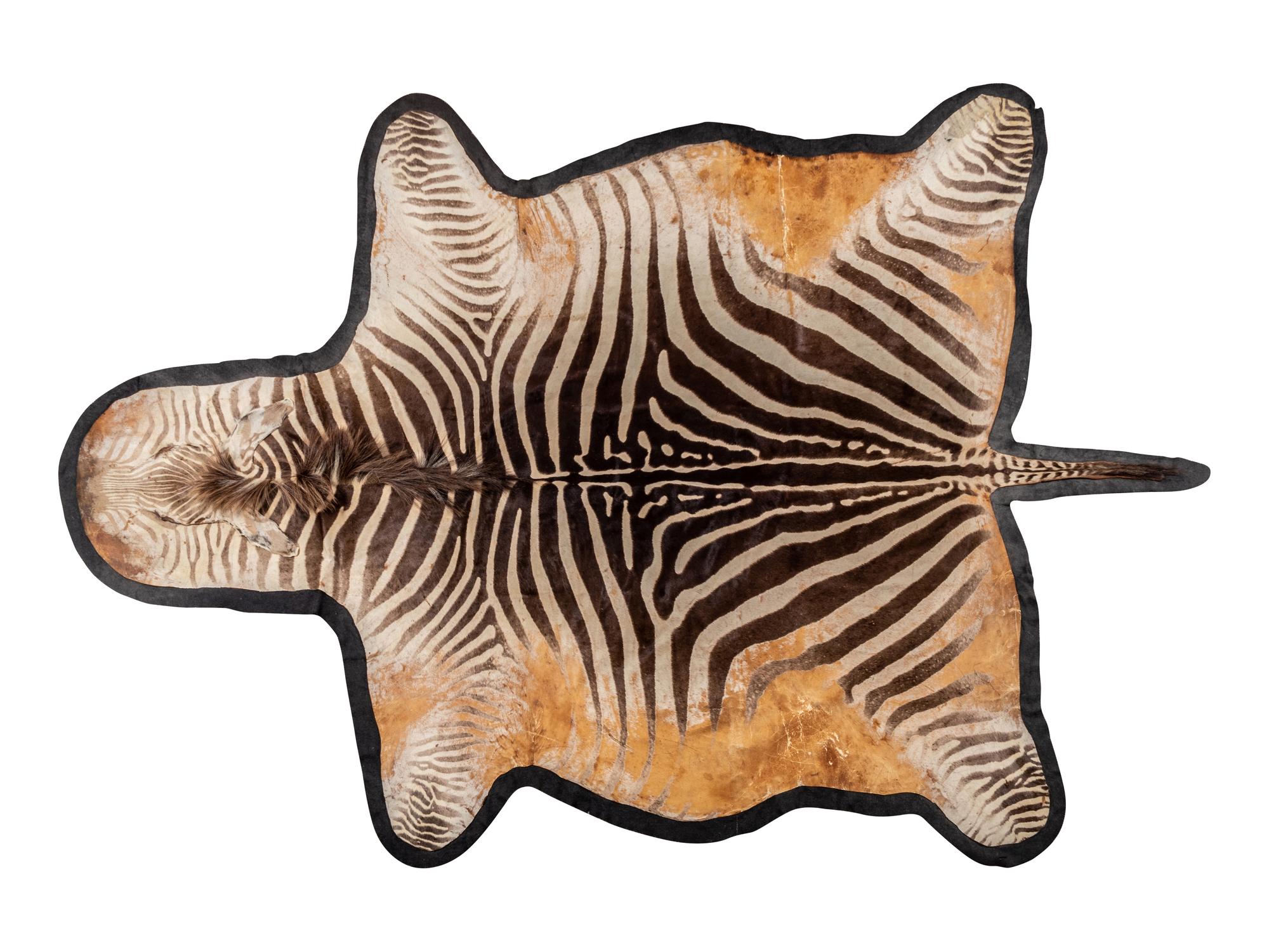 A Taxidermy Zebra Rug
