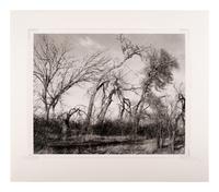 Among the last trees and lilacs surrounding a farmhouse, Edge of Longmont, Colo., 1982