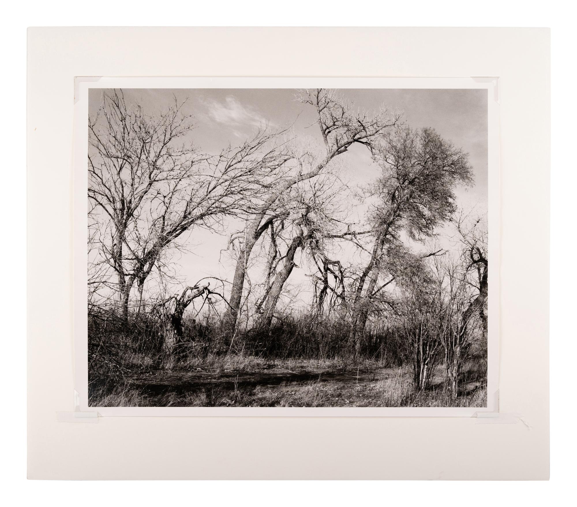 Among the last trees and lilacs surrounding a farmhouse, Edge of Longmont, Colo., 1982