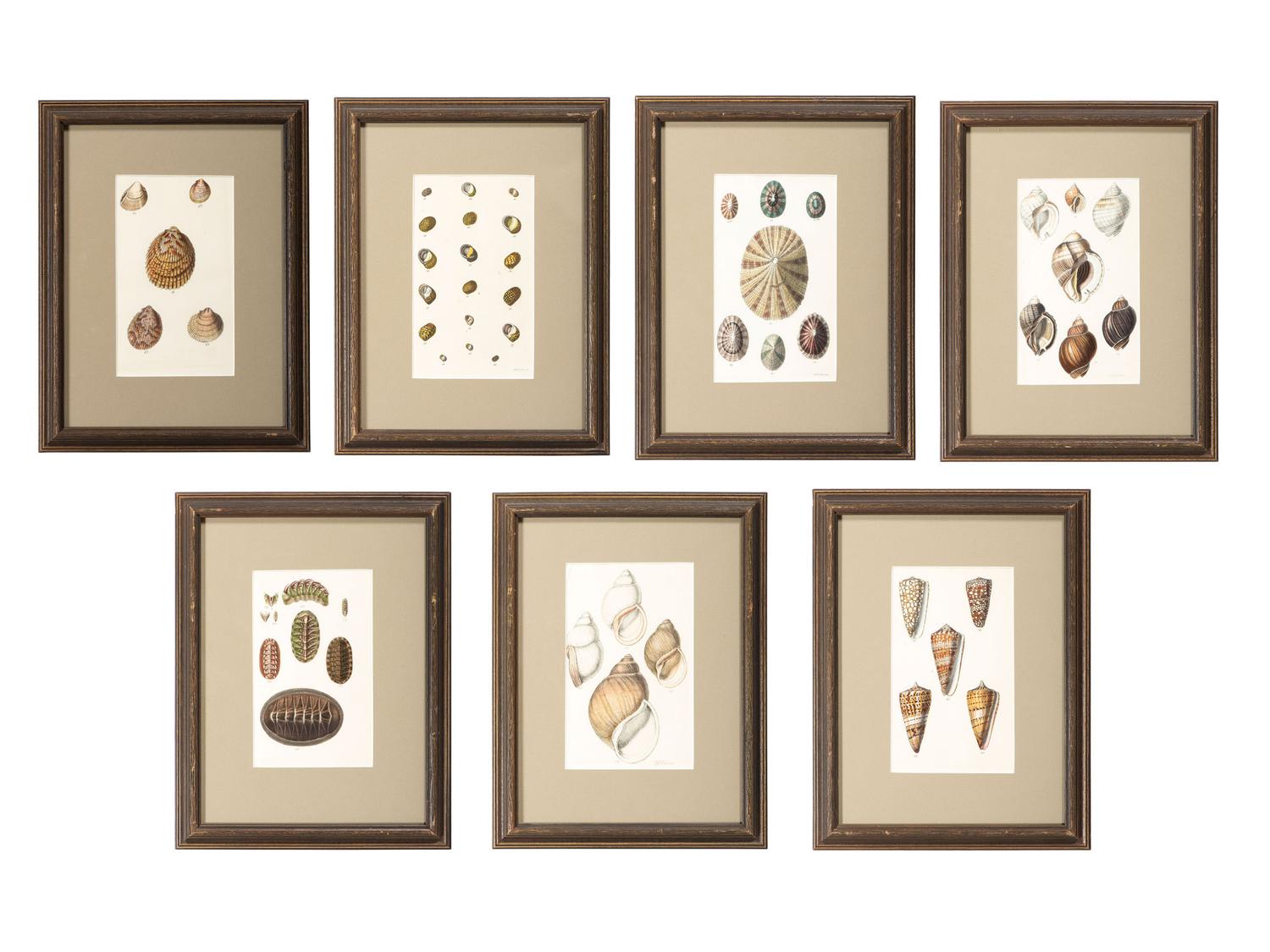 Thirteen Hand-Colored Shell Engravings