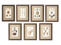 Thirteen Hand-Colored Shell Engravings
