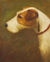 Fox Terrier Head Study, 1905