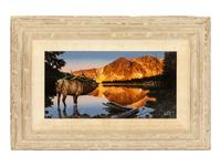 Elk on the Medicine Bow