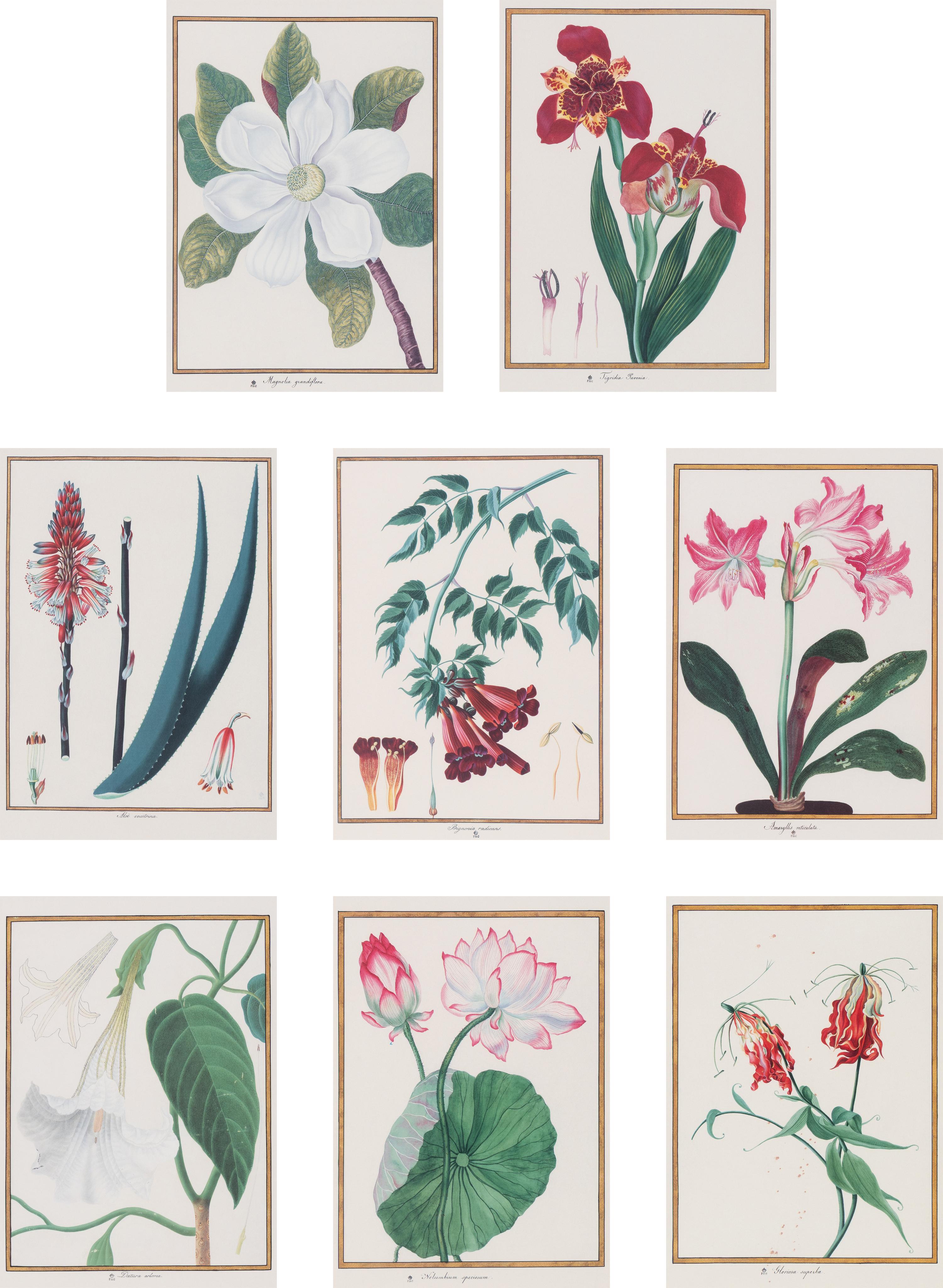 A Set of Eight Framed Botanical Prints