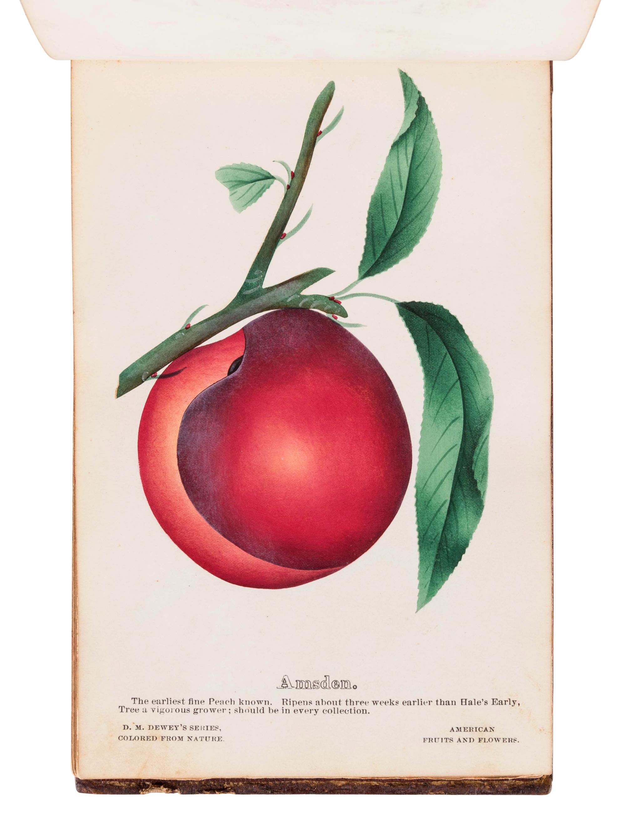 [SALESMAN'S CATALOGUE]. DEWEY, D.M. The Nurserymen's Pocket Specimen Book, Colored from Nature, Fruits, Flowers, Ornamental Trees, Shrubs, Roses, &c. A specimen book for John Dixon, Dixon Nurseries, Geneva, NY. Rochester, NY: Keeler & Winfield, 1876.