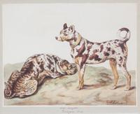 Sydenham Teast Edwards, (English, 1768-1819), A Group of Four Works Depicting Dog Breeds