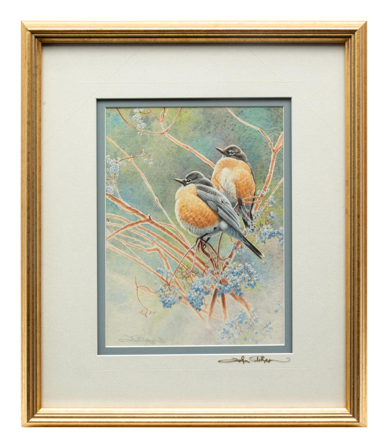 American Robin on Elderberry , 1995
