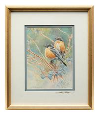 American Robin on Elderberry , 1995