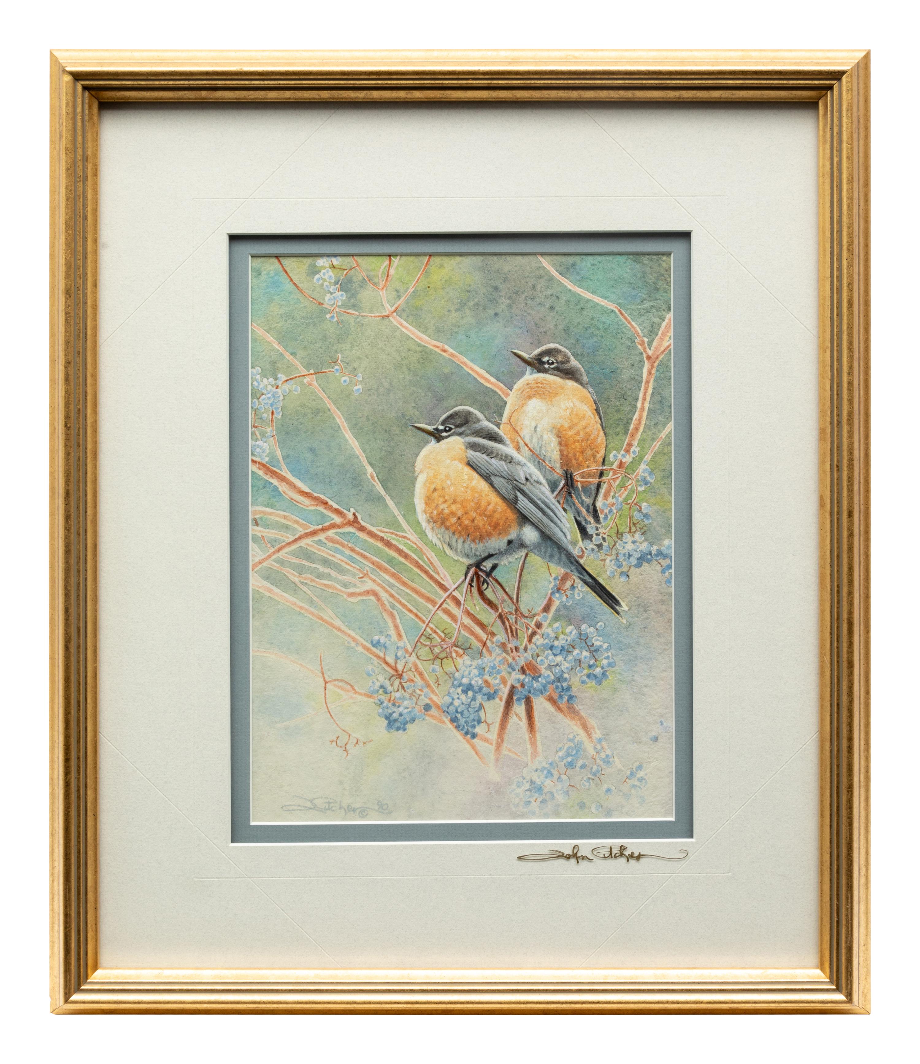 American Robin on Elderberry , 1995