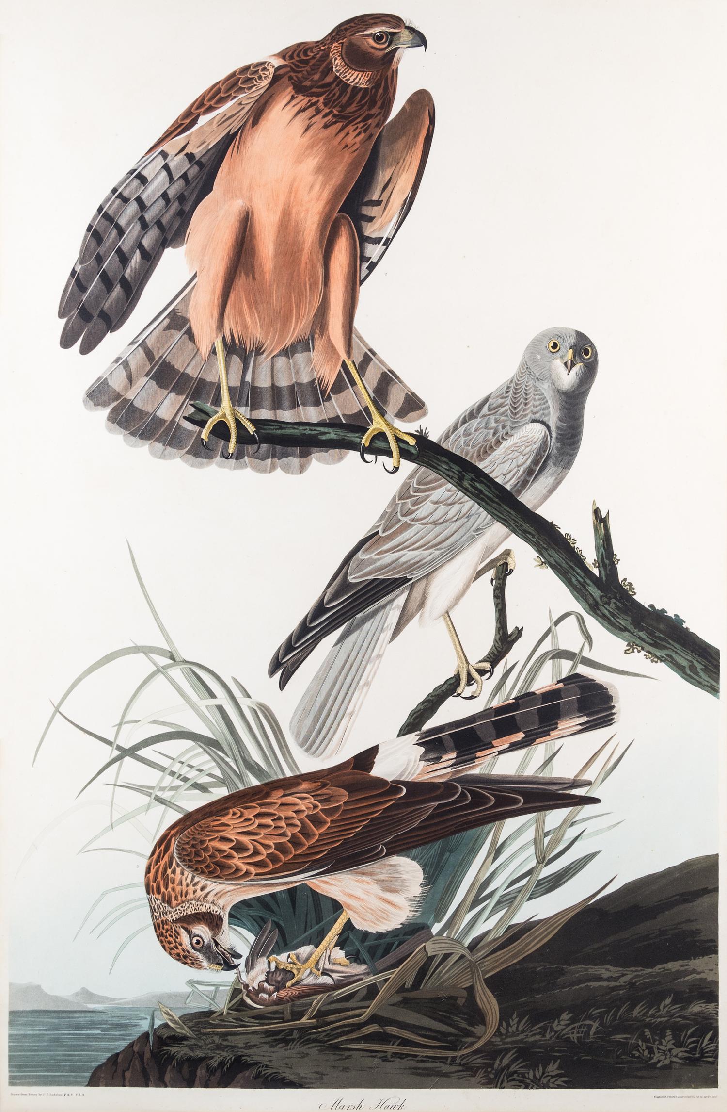 (AUDUBON, JOHN JAMES, after) HAVELL, ROBERT. Marsh Hawk. Engraving w/hand-coloring from Birds of America, c. 1827.