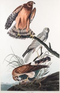 (AUDUBON, JOHN JAMES, after) HAVELL, ROBERT. Marsh Hawk. Engraving w/hand-coloring from Birds of America, c. 1827.
