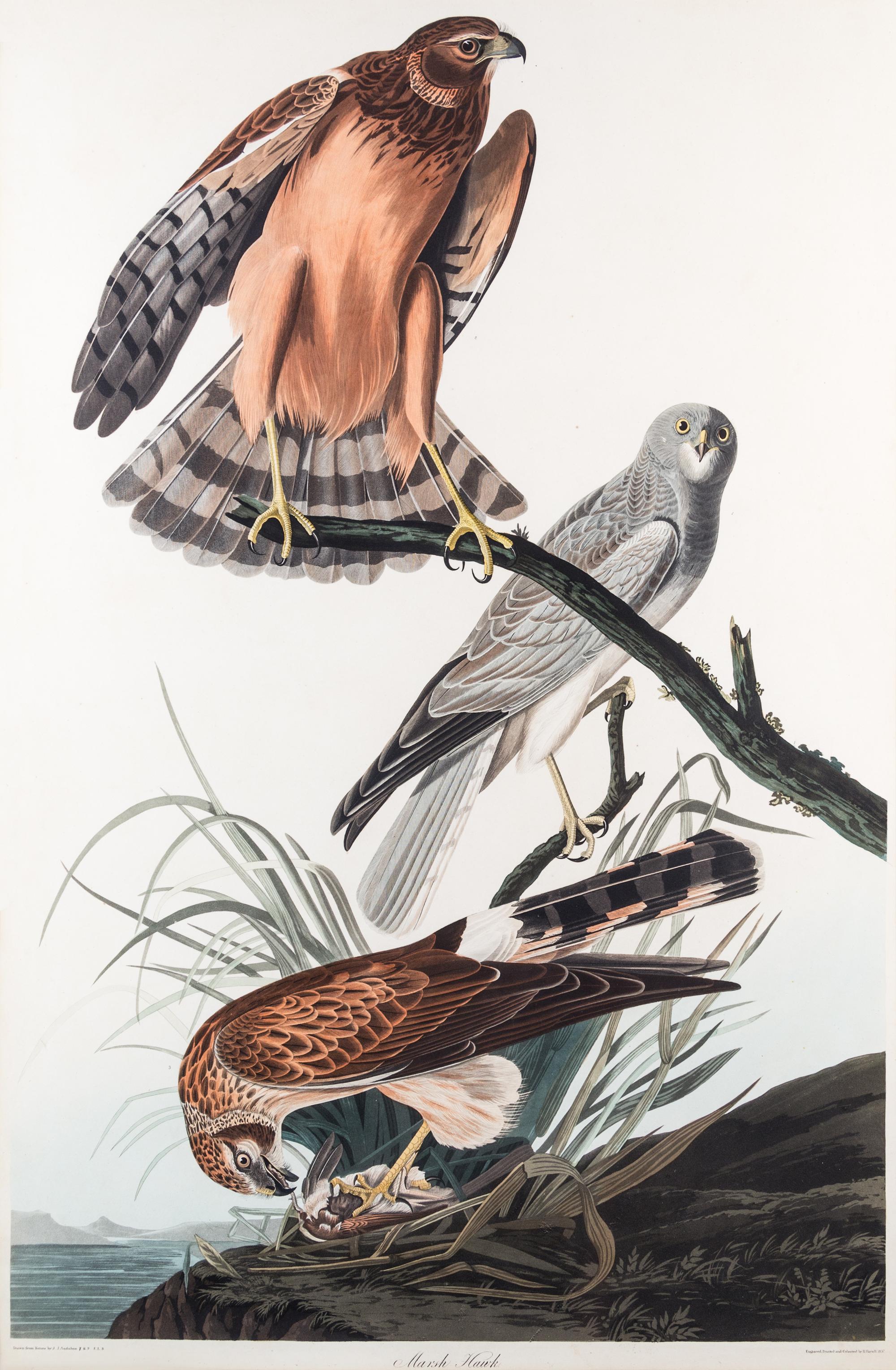 (AUDUBON, JOHN JAMES, after) HAVELL, ROBERT. Marsh Hawk. Engraving w/hand-coloring from Birds of America, c. 1827.