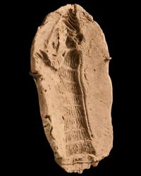 A Sumerian Clay Mold of a Priest