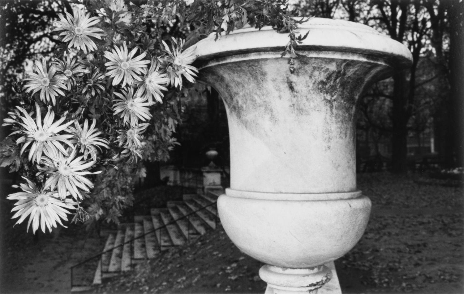 Photographs of Flowers