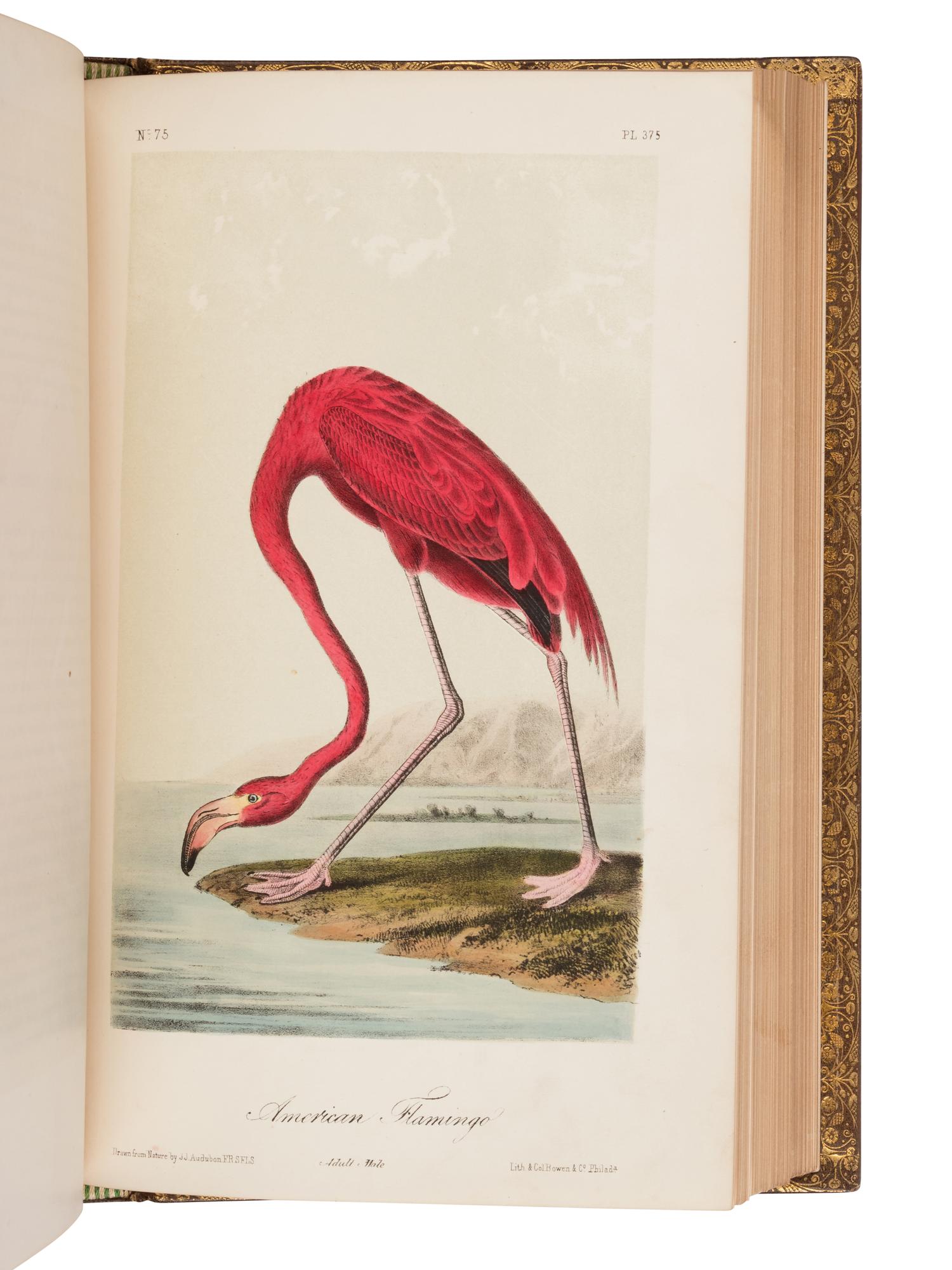 Audubon, John James. The Birds of America from Drawings Made in the United States and Their Territories .