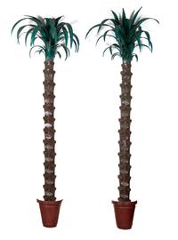 A Pair of Italian Tole Paint Wall Mounted Palm Trees Height 102 inches. — MID-20TH CENTURY