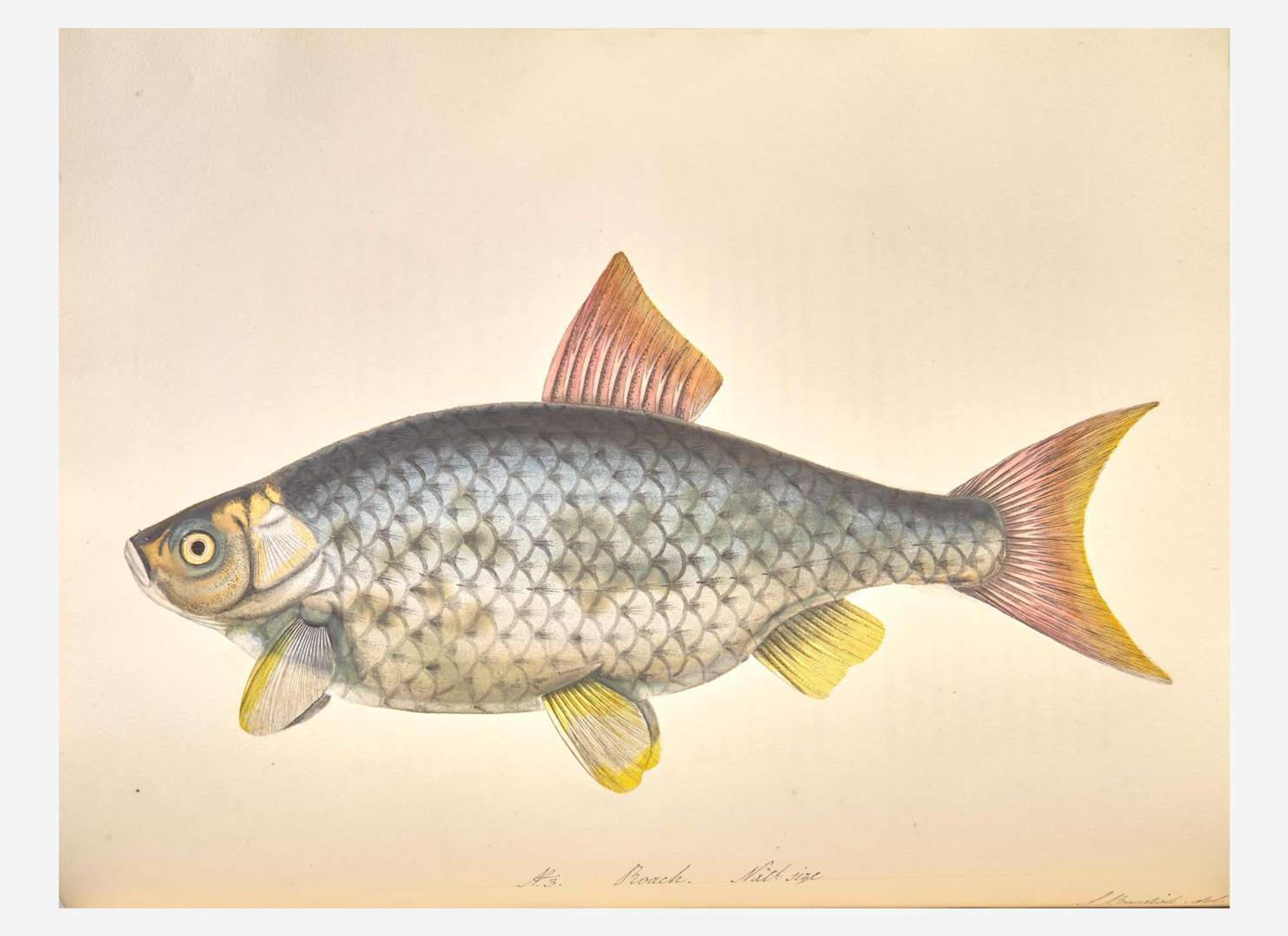 [Fishing] Bowdich, (Sarah): The Fresh-Water Fishes of Great Britain...