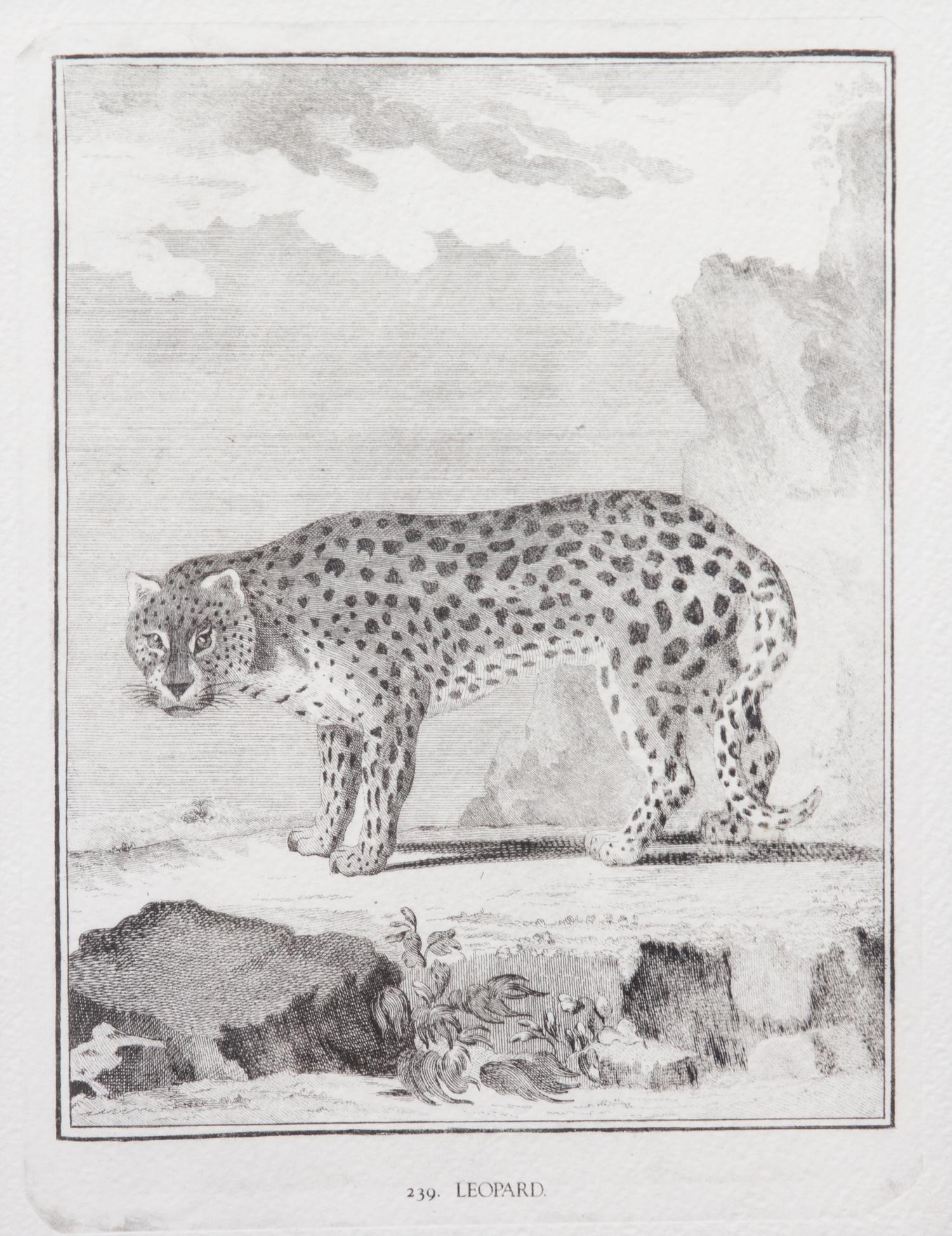 A Collection of Twenty Framed Black & White Animal Prints Framed size 21 3/4 x 19 1/2 inches. — 20TH CENTURY