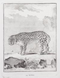 A Collection of Twenty Framed Black & White Animal Prints Framed size 21 3/4 x 19 1/2 inches. — 20TH CENTURY