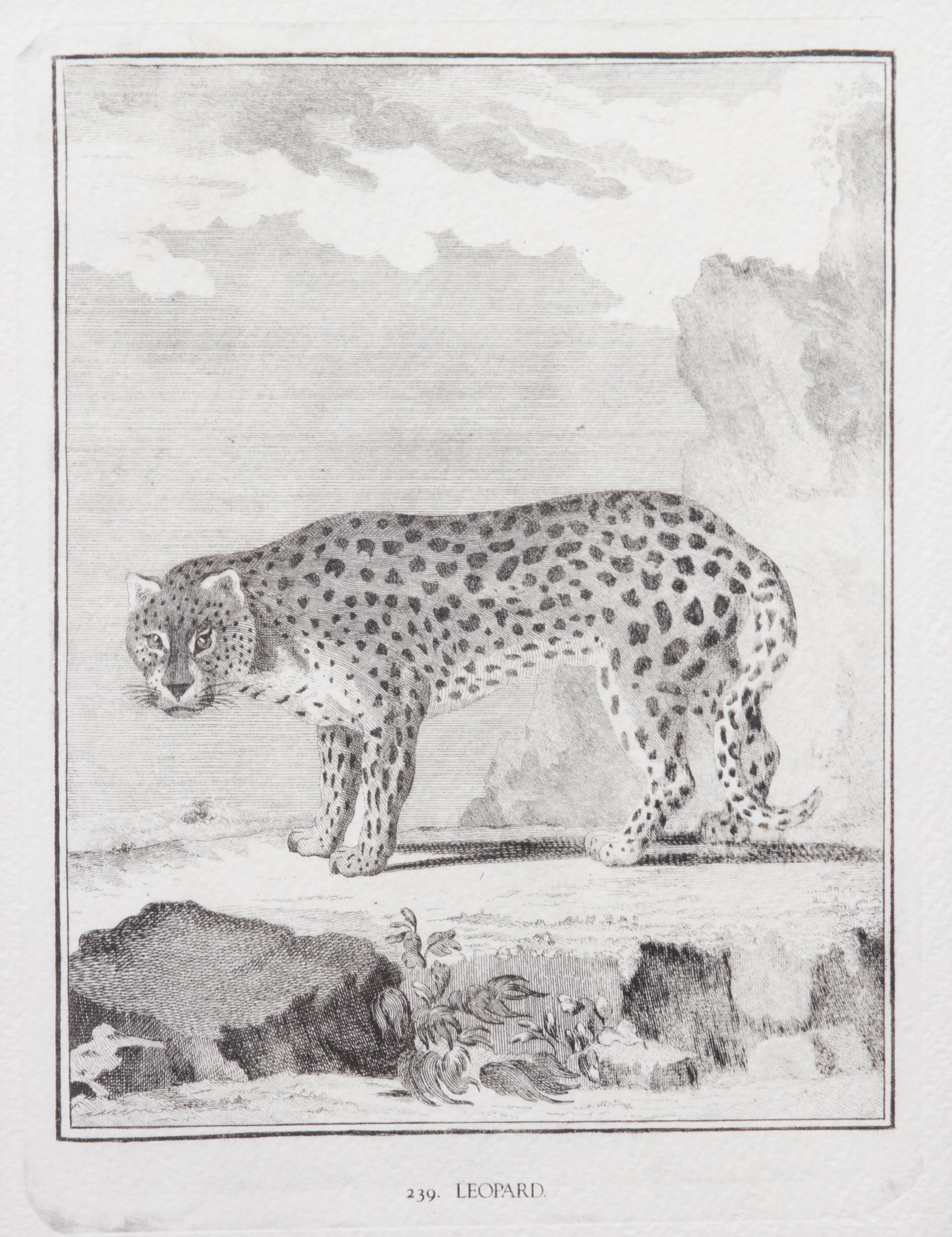 A Collection of Twenty Framed Black & White Animal Prints Framed size 21 3/4 x 19 1/2 inches. — 20TH CENTURY