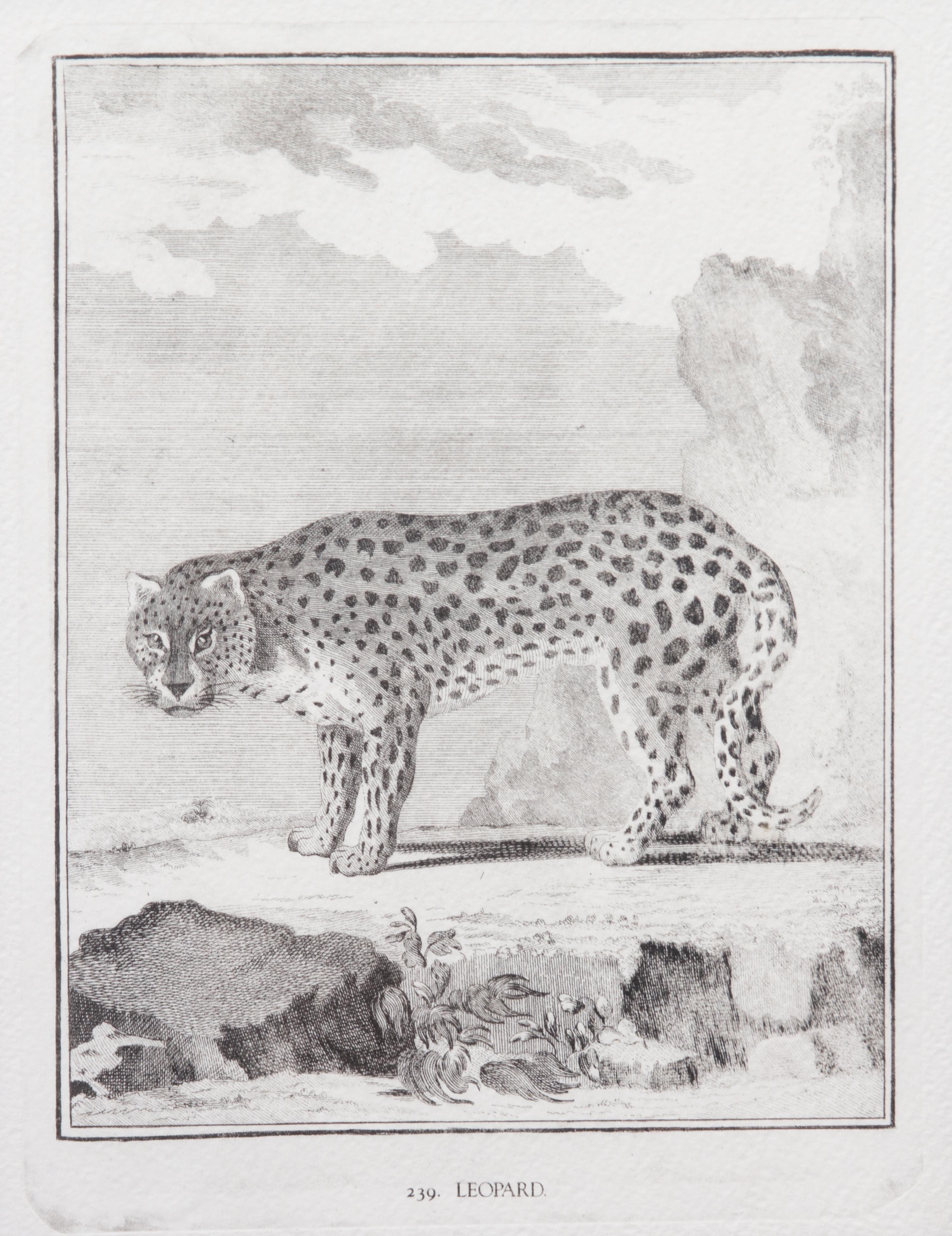 A Collection of Twenty Framed Black & White Animal Prints Framed size 21 3/4 x 19 1/2 inches. — 20TH CENTURY