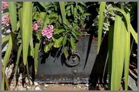 A Pair of Regency Style Oval Iron Framed and Zinc Tub-Form Planters with Ring Handles