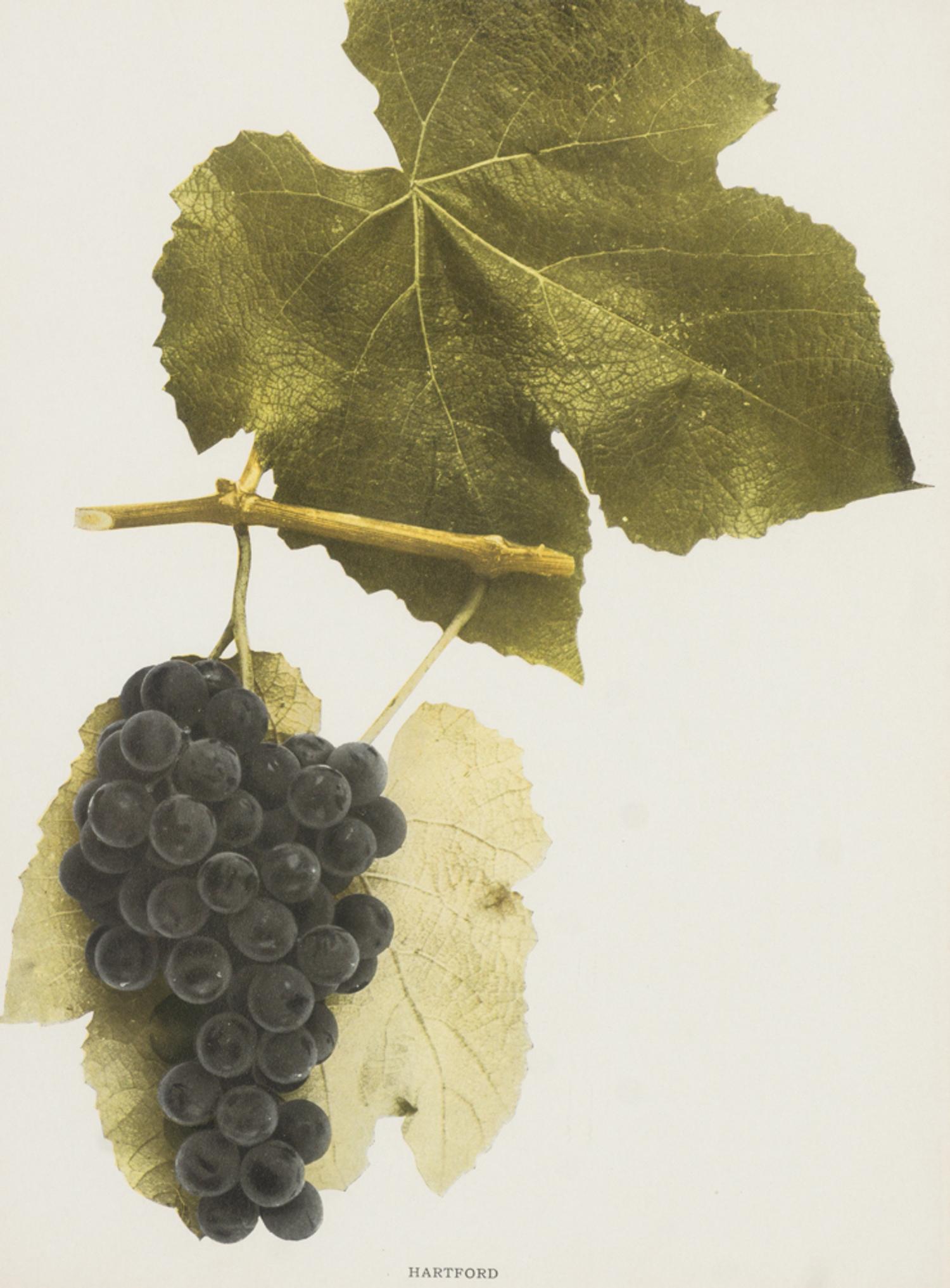 A Group of Six Grape Prints