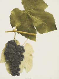 A Group of Six Grape Prints