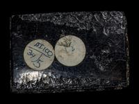 A Western Asiatic Cosmetic Palette