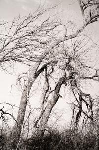 Among the last trees and lilacs surrounding a farmhouse, Edge of Longmont, Colo., 1982