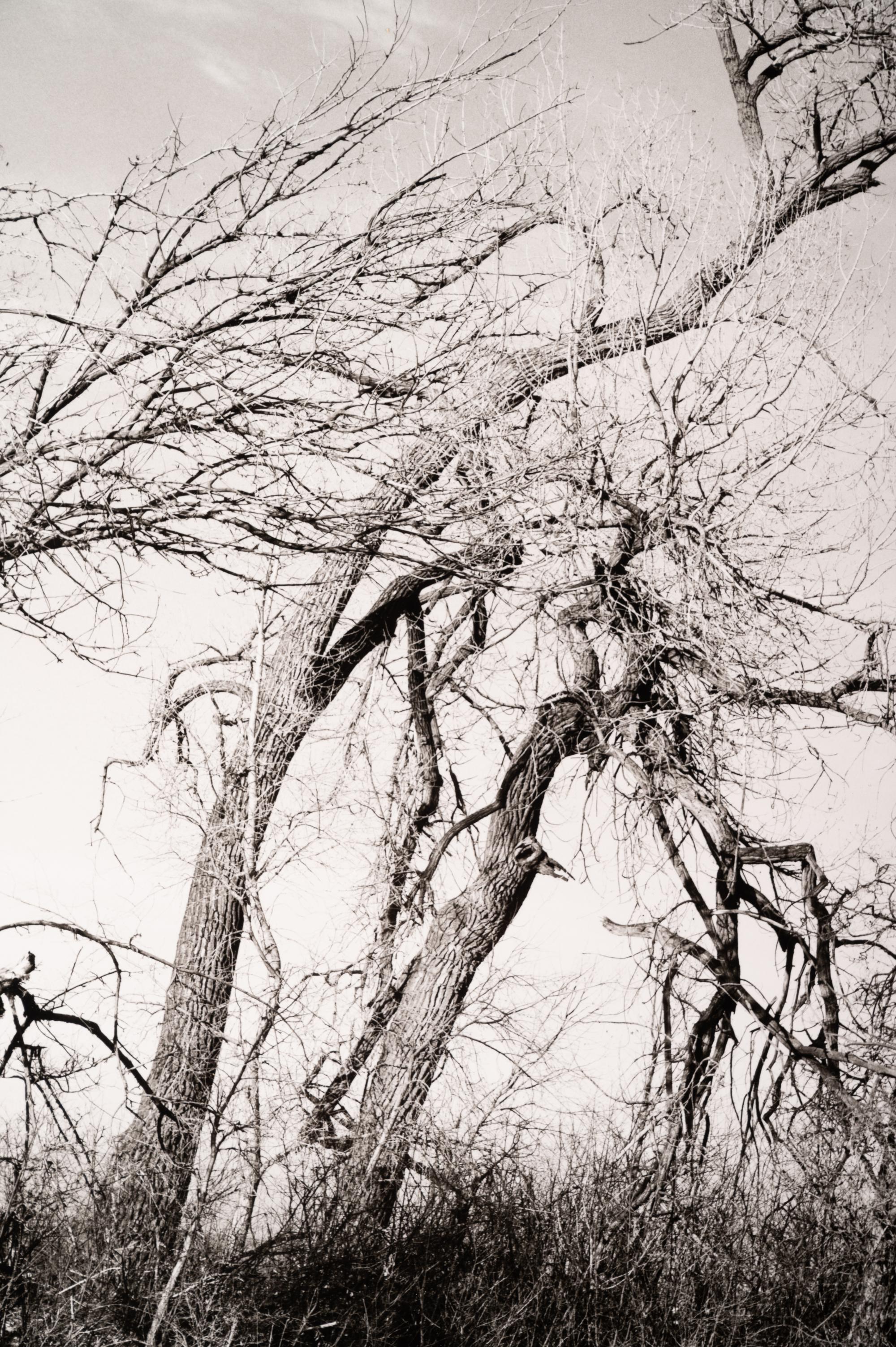 Among the last trees and lilacs surrounding a farmhouse, Edge of Longmont, Colo., 1982