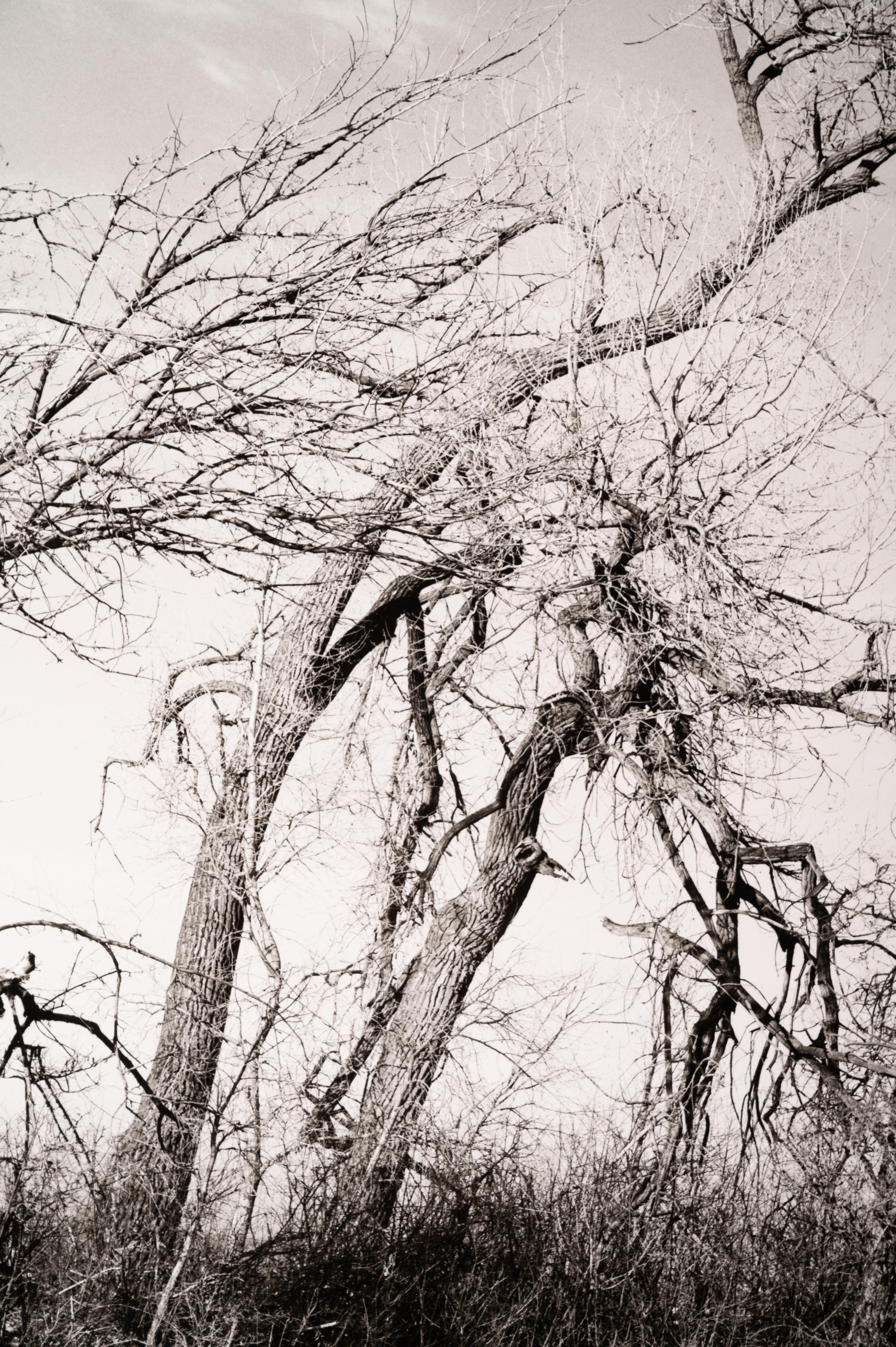 Among the last trees and lilacs surrounding a farmhouse, Edge of Longmont, Colo., 1982