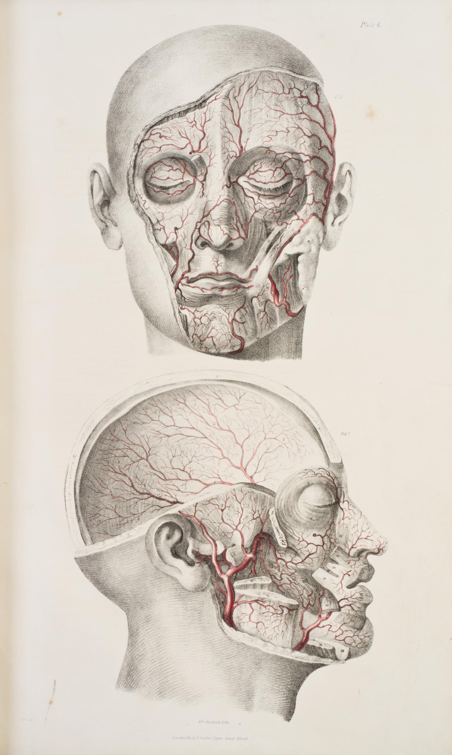 (ANATOMY) QUAIN, JONES AND ERASMUS WILSON, eds. The Vessels of the Human Body; in a Series of Plates... London, 1846. Part two of five.