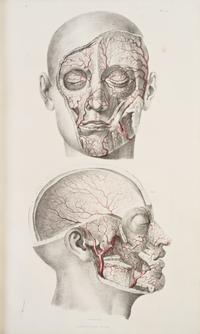 (ANATOMY) QUAIN, JONES AND ERASMUS WILSON, eds. The Vessels of the Human Body; in a Series of Plates... London, 1846. Part two of five.