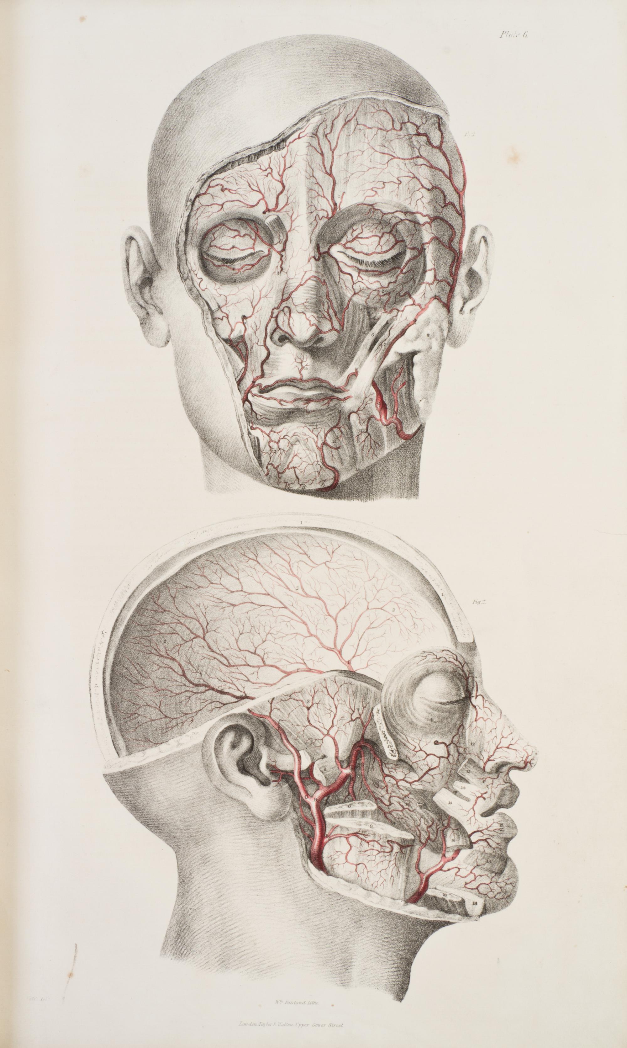 (ANATOMY) QUAIN, JONES AND ERASMUS WILSON, eds. The Vessels of the Human Body; in a Series of Plates... London, 1846. Part two of five.