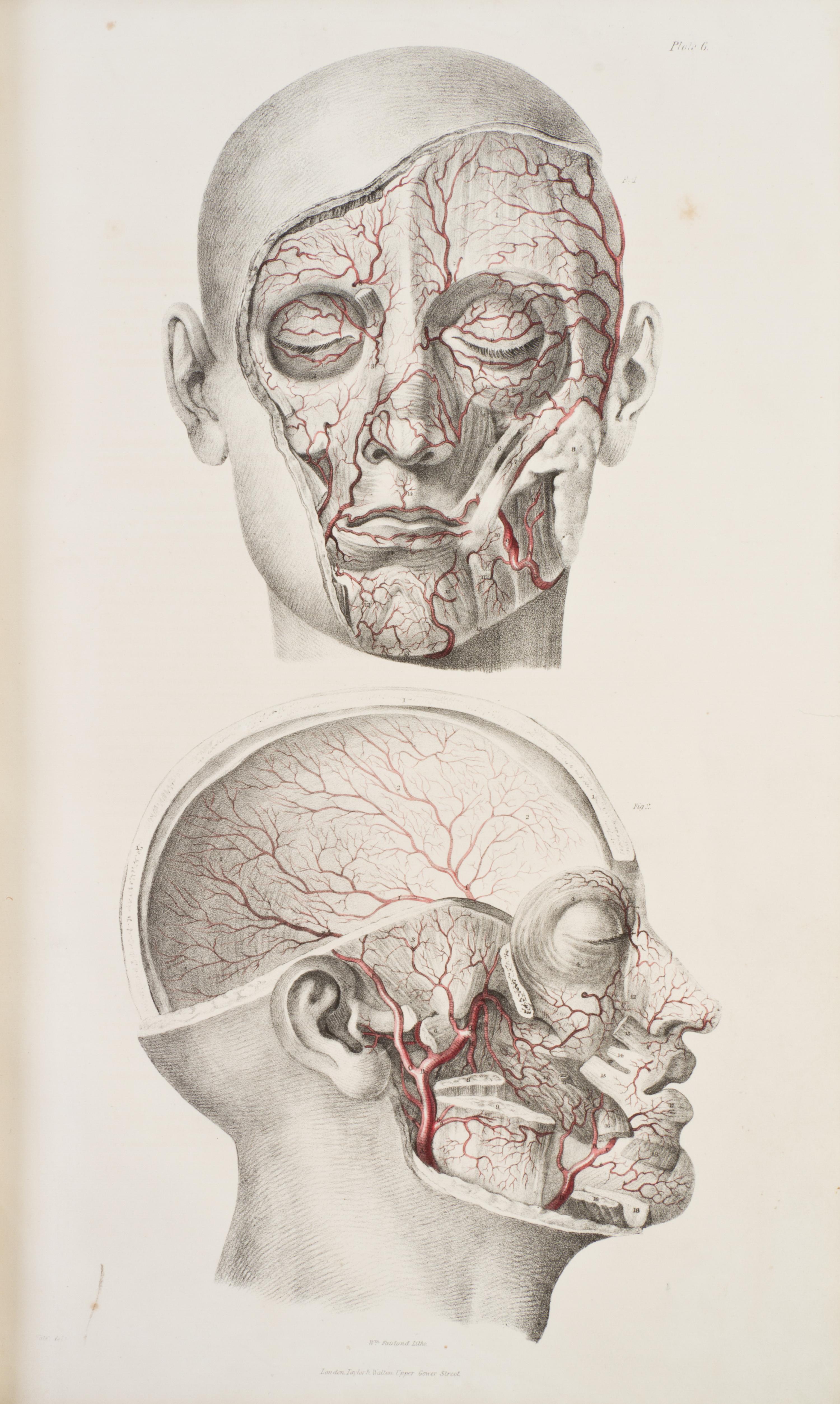 (ANATOMY) QUAIN, JONES AND ERASMUS WILSON, eds. The Vessels of the Human Body; in a Series of Plates... London, 1846. Part two of five.