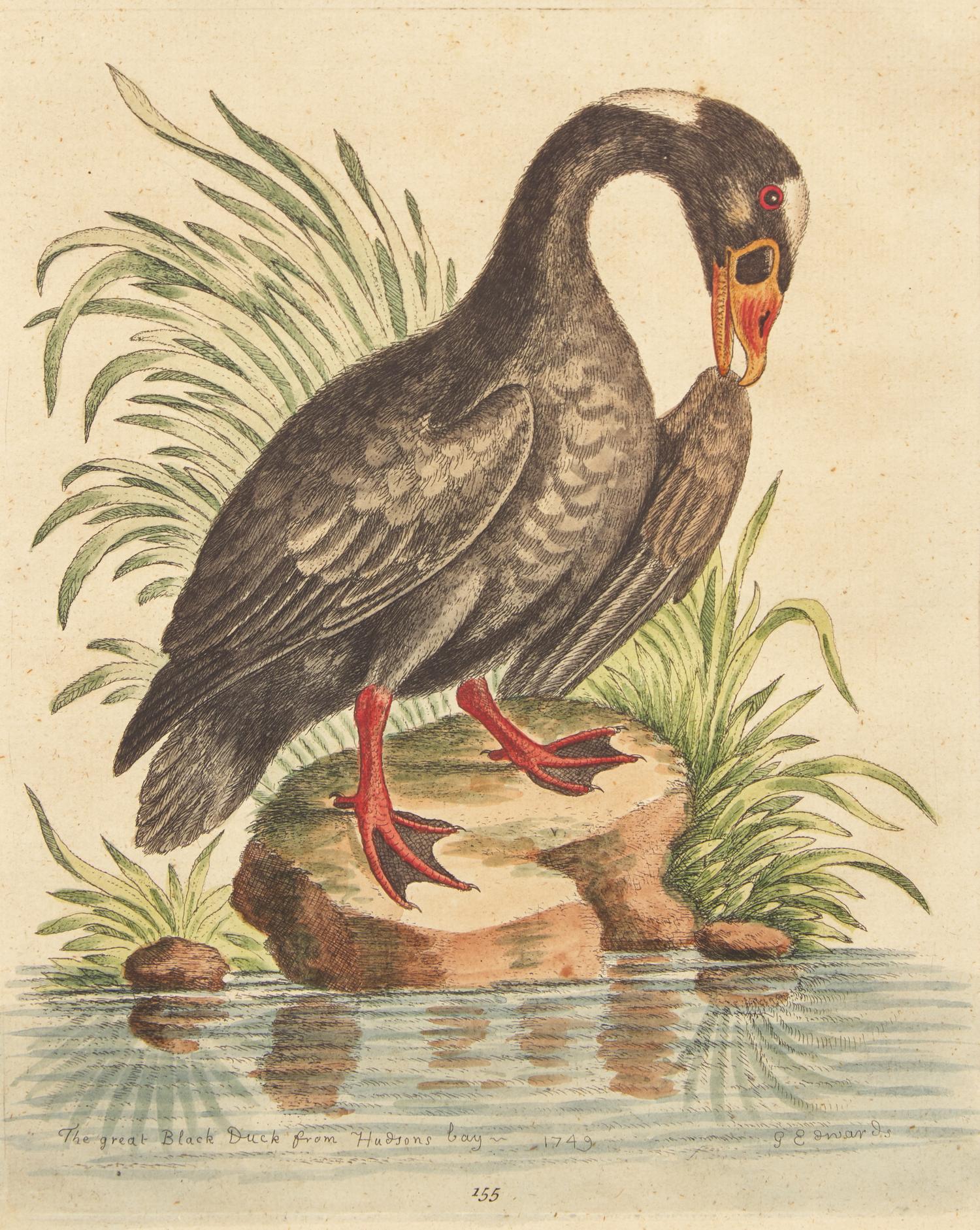George Edwards (English, 1694-1773), A Set of Twelve Framed Hand-Colored Engravings Depicting Various Birds