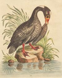 George Edwards (English, 1694-1773), A Set of Twelve Framed Hand-Colored Engravings Depicting Various Birds