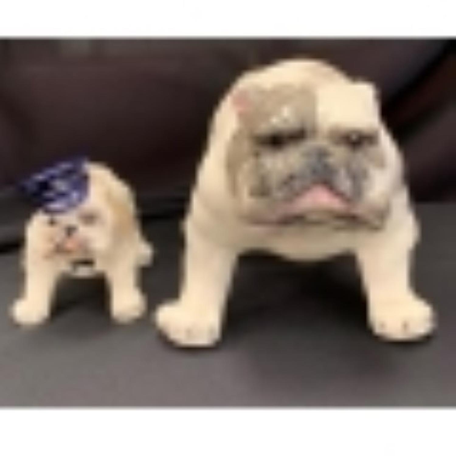 Two Crown Devon Bulldogs Width of wider 11 1/2 inches.