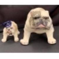 Two Crown Devon Bulldogs Width of wider 11 1/2 inches.