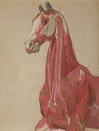 A Group of Five Pencil and Watercolor Sketches Depicting the Anatomy of Equine — 20TH CENTURY